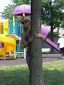 tree+hugger